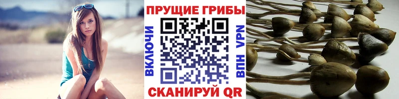 Псилоцибиновые грибы Cubensis  где купить   Верхний Тагил 